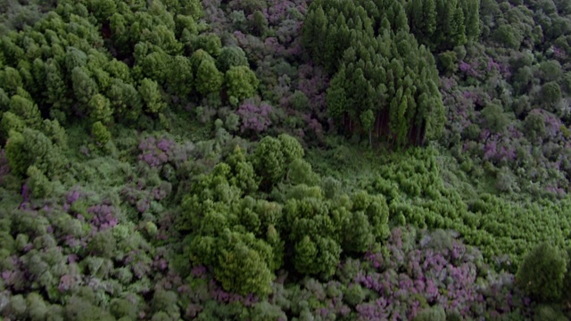 鸟瞰图郁郁葱葱的绿色山坡与紫色植物附近的Tausa, Cundinamarca，哥伦比亚视频素材