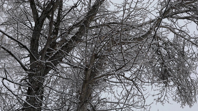 雪花落在树枝上视频素材