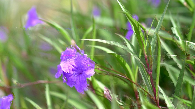 花园里的紫罗兰花，4k慢镜头60fps视频素材