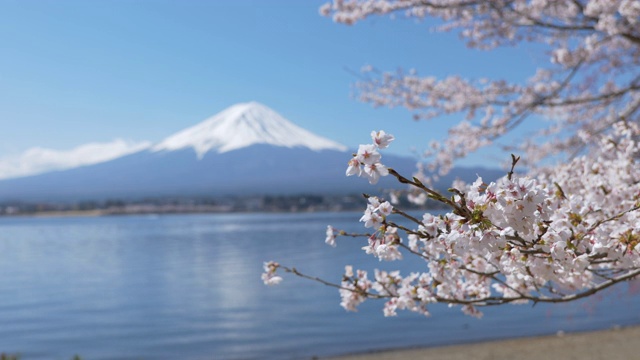 富士山和川口湖的樱花视频素材