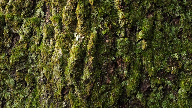 被苔藓和地衣覆盖的橡树树皮视频素材