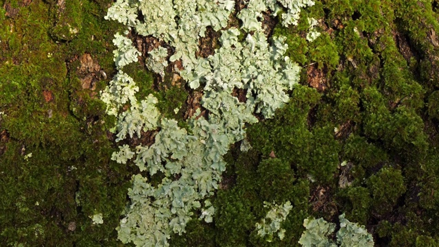 被苔藓和地衣覆盖的橡树树皮视频素材