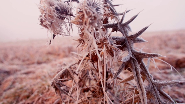 第一次霜冻时一株多刺植物的特写。视频素材