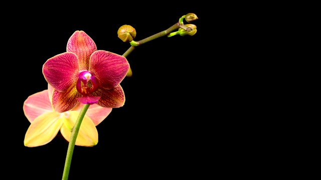 盛开的红兰花蝴蝶兰花视频素材