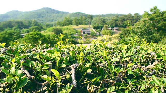 早上在韩国传统村庄视频下载