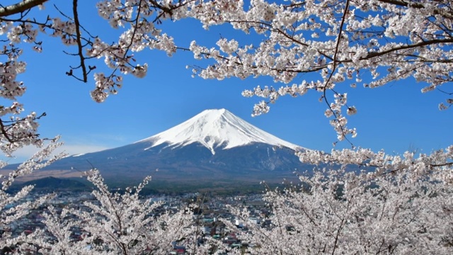 富士山和樱花盛开的季节视频素材