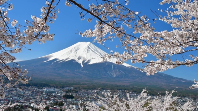 富士山和樱花盛开的季节视频素材