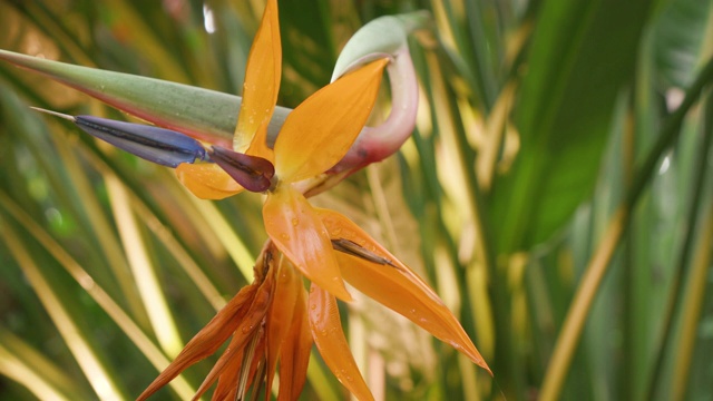 天堂花(Strelitzia Reginae)在花园里绽放视频素材