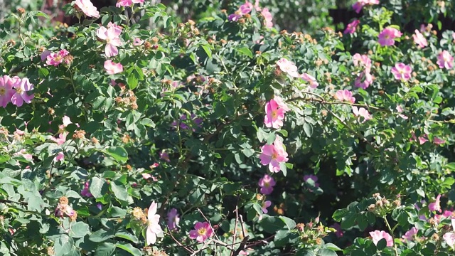 粉红色的野玫瑰在春天盛开视频素材