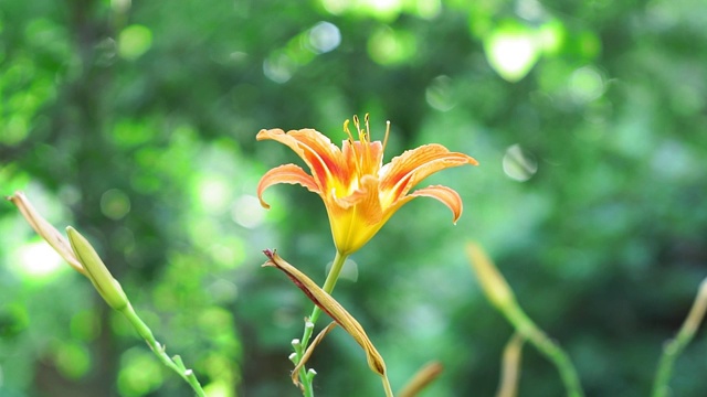 橙色花百合在自然的背景。钟形花在下部，桔黄色花，桔黄色火百合视频素材