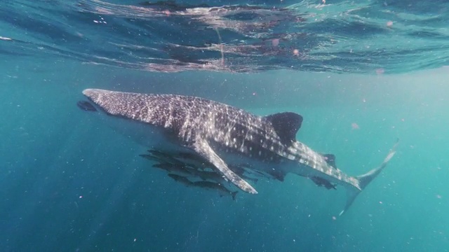 野生鲸鲨(犀牛斑纹)濒临灭绝的物种，在海里游泳吃浮游生物视频素材