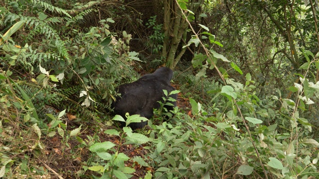 乌干达布温迪国家公园的大猩猩视频素材