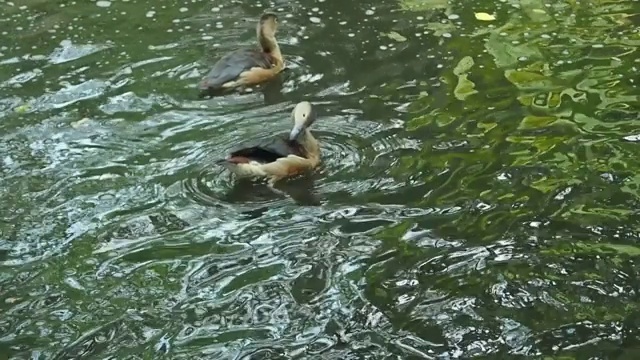 野鸭特写，自然绿鸟野生动物，慢镜头视频素材