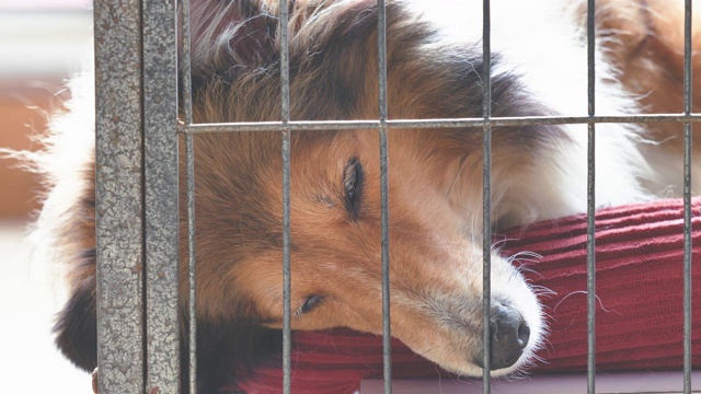 这是一个阳光明媚的下午，可爱的设得兰牧羊犬躺在舒适的窝里，闭着眼睛睁着眼睛疲倦地看着摄像机，4k镜头。视频素材