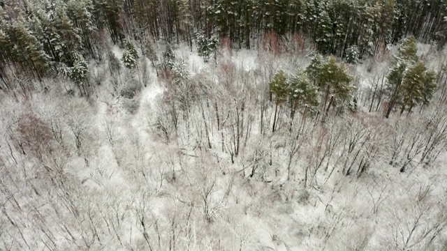 航拍视频，在冬天的落叶森林里，一架四轴飞行器在落叶和被雪覆盖的树枝上飞行视频素材