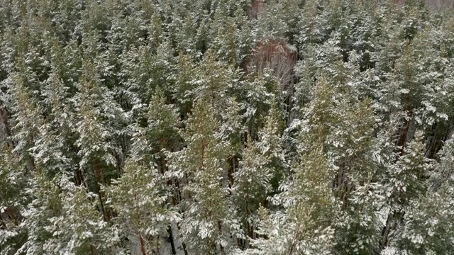 航拍视频，一架四轴飞行器在白雪覆盖的松林中飞过桅杆松树的顶端视频素材