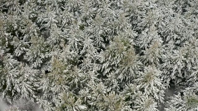 航拍视频，用四轴飞行器在冬松林里白雪覆盖的小松树顶上飞行视频素材