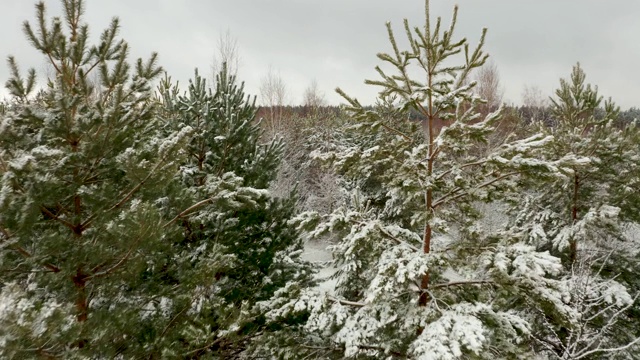 在冬天的松林里，镜头在白雪覆盖的松树之间飞行视频素材