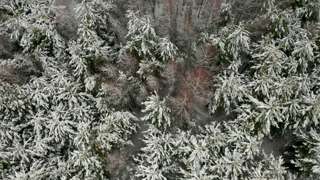 空中视频，垂直全景的积雪覆盖的冬季森林与混合树视频素材