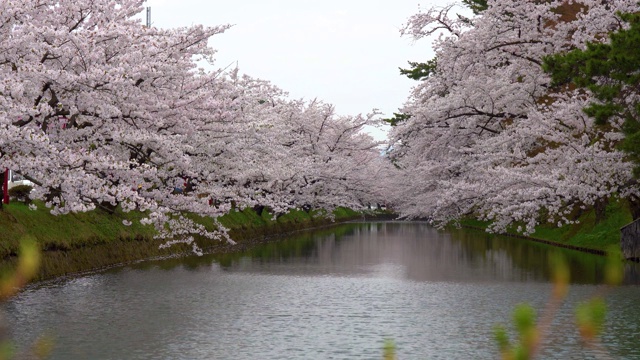 春季广崎公园樱花节视频素材