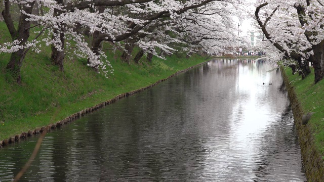 春季广崎公园樱花节视频素材