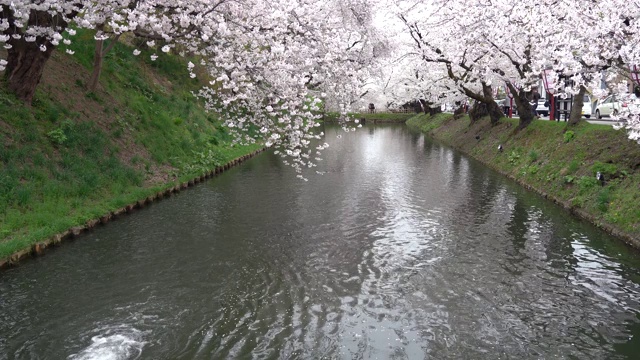 春季广崎公园樱花节视频素材