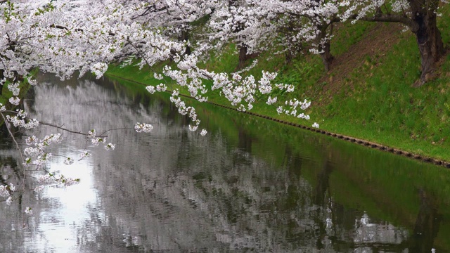 春季广崎公园樱花节视频素材