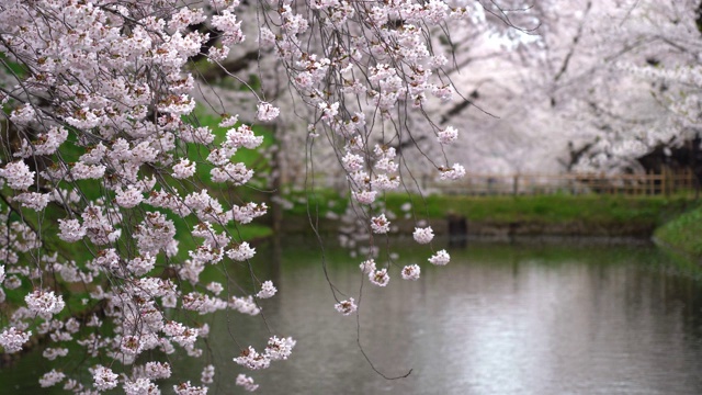 春季广崎公园樱花节视频素材