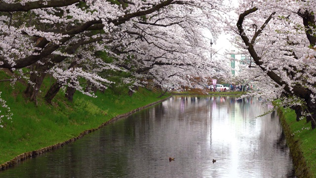 春季广崎公园樱花节视频素材