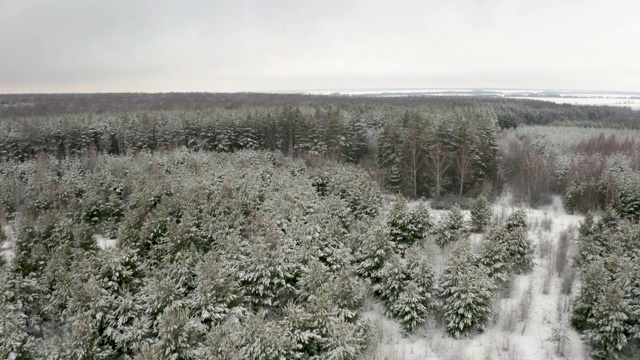 航拍视频，在白雪覆盖的松林里，四轴飞行器在松树顶上飞行视频素材