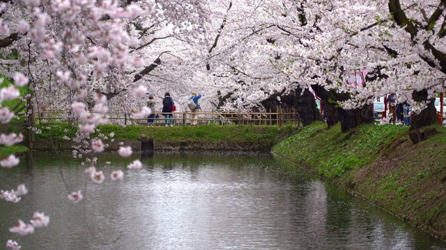 春季广崎公园樱花节视频素材