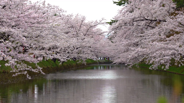 春季广崎公园樱花节视频素材