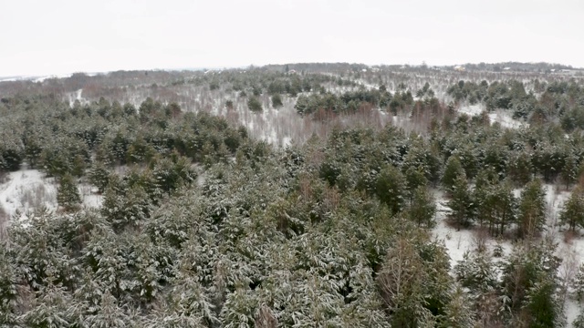 航拍视频，一架四轴飞行器在一个冬季混交林里白雪覆盖的树木顶部飞行视频素材