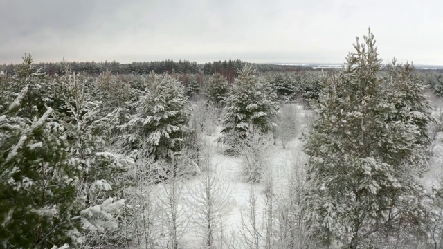 航拍视频，一架四轴飞行器在冬季森林里白雪覆盖的小松树的松枝间飞行视频素材