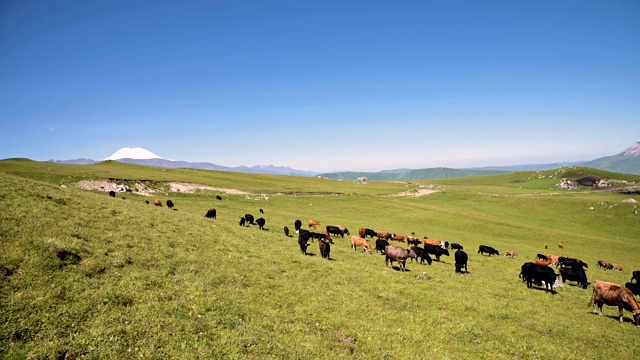 在一个阳光明媚的夏日里，在北高加索地区岩石高原的背景上，奶牛在高山绿色悬崖上吃草。耕牛观自然，牧牛观自然视频素材