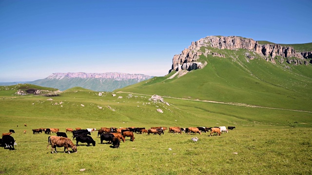 在一个阳光明媚的夏日里，在北高加索地区岩石高原的背景上，奶牛在高山绿色悬崖上吃草。耕牛观自然，牧牛观自然视频素材