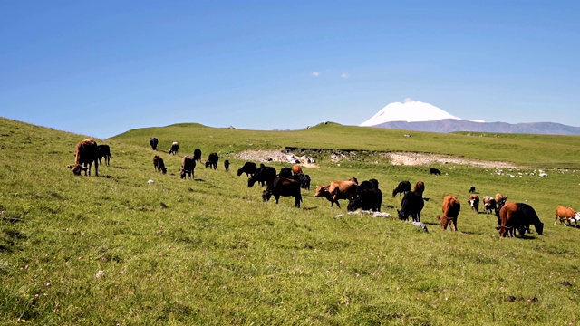 在一个阳光明媚的夏日，北高加索内陆高原脚下的高山绿色悬崖上，牛群正在吃草。在自然景观中养牛放牧的概念。黑色和棕色的奶牛视频素材