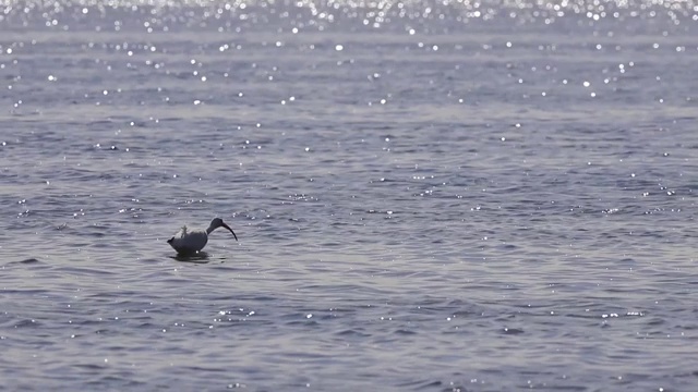 一只白鹮在退潮时捕食海洋生物视频素材