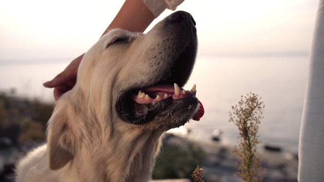 拉布拉多犬喜欢女主人的爱抚视频素材