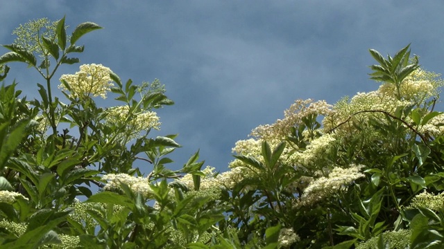 Cassinia针尾部植物视频素材