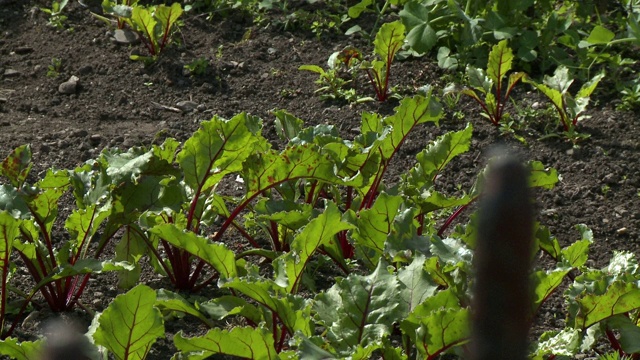 从花园里伸出的甜菜叶视频素材