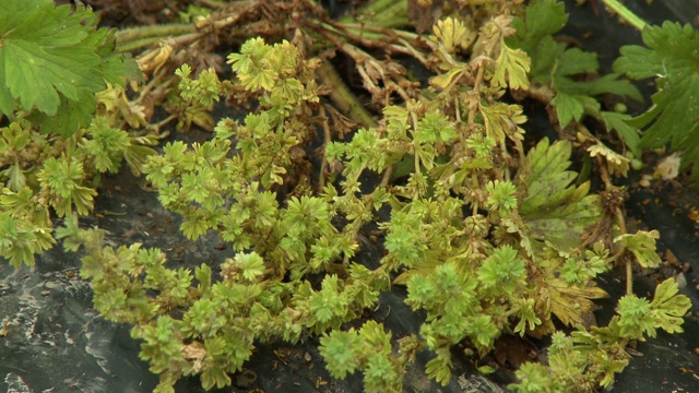 干Marchantiophyta植物视频素材