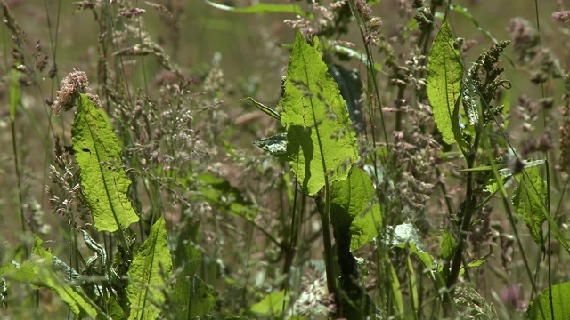 田野里的叶子和无芒的稗草视频素材