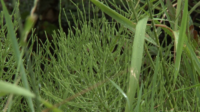 洋甘菊茎叶视频素材