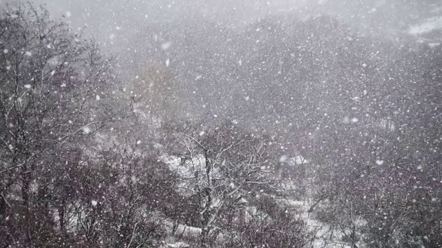 在冬天拍摄飘落的雪花。视频素材