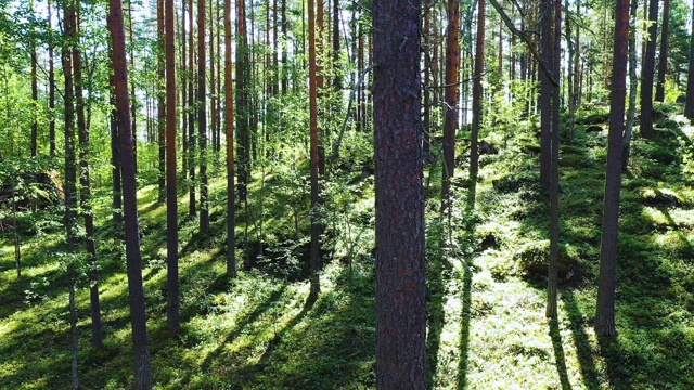 阳光明媚的夏日松林视频素材