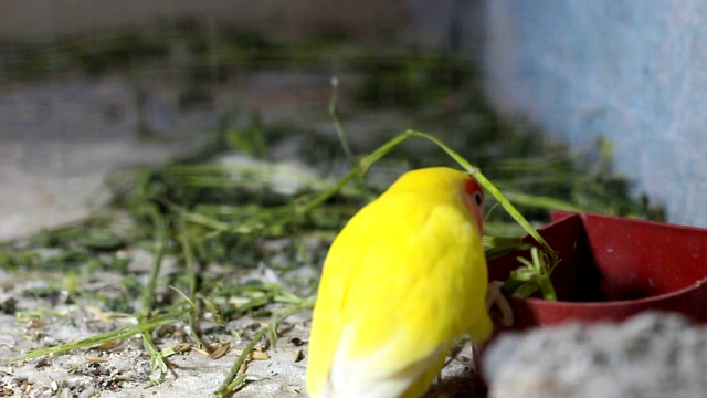 Lutino Lovebird - Peach -Faced Lovebird 变种视频素材