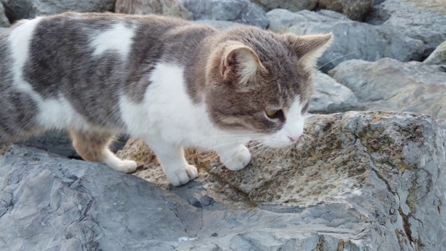 斜眼，灰色和白色的小猫在户外的岩石上行走视频素材