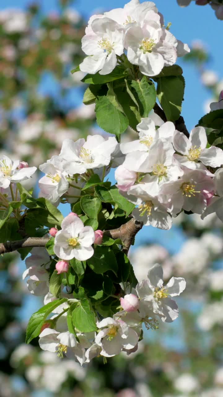 开花苹果树的树枝。垂直视频视频下载