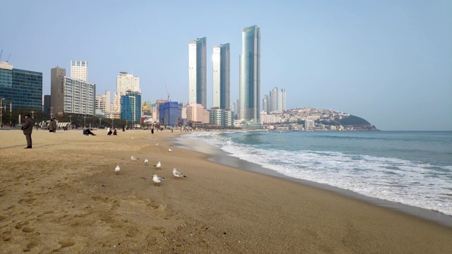 韩国釜山海云台海滩上的海鸥视频下载